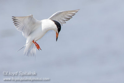 Forster's Tern