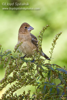 Blue Grosbeak