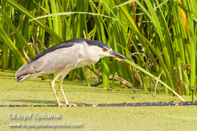 Black-crowned Night-Heron 