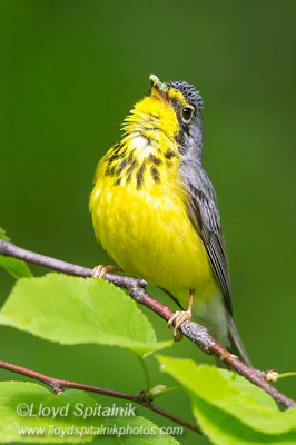 Canada Warbler