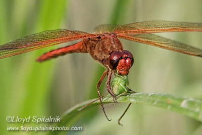 Needham's Skimmer