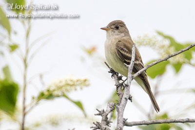 Willow Flycatcher