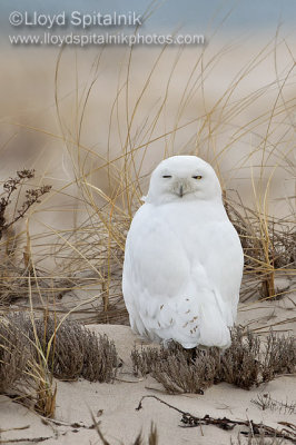 Snowy Owl