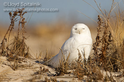 Snowy Owl