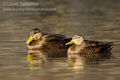 American Black Duck