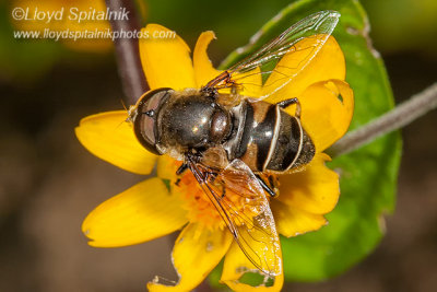 Syrphid  Fly (male)
