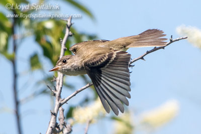 Willow Flycatcher