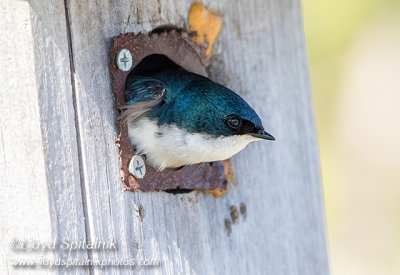 Tree Swallow