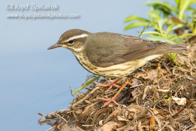 Louisiana Waterthrush 