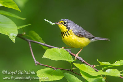 Canada Warbler