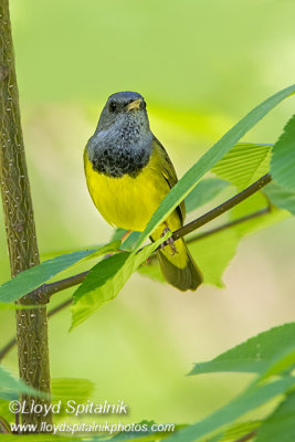 Mourning Warbler