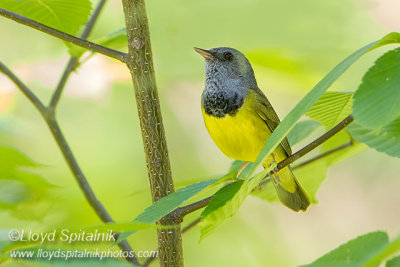 Mourning Warbler (male)