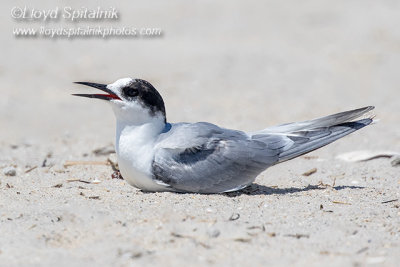 Arctic Tern (immature)