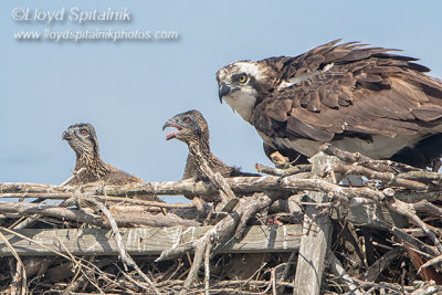 Osprey