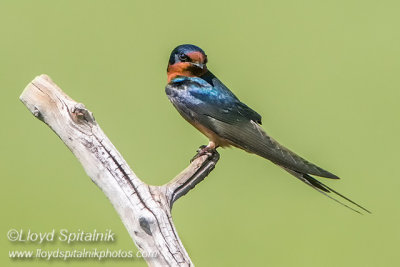 Barn Swallow