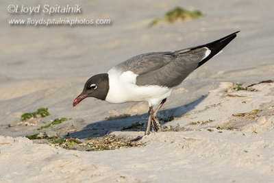 Laughing Gull