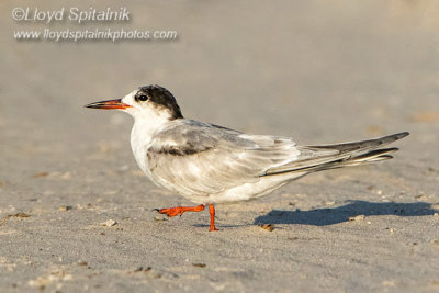 Common Tern 