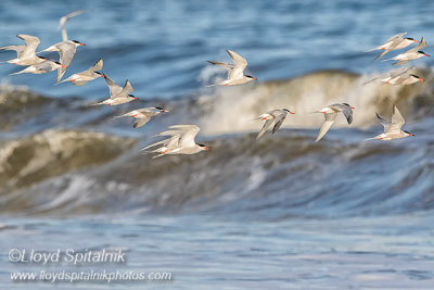 Common Tern