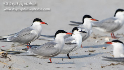 Common Tern (adults & 1st summer)