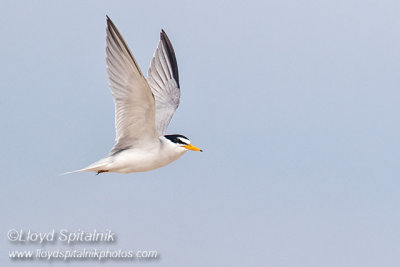 Least Tern