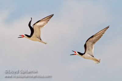 Black Skimmer