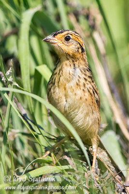 Saltmarsh Sparrow (juvenile)
