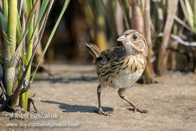 Seaside Sparrow (juvenile)