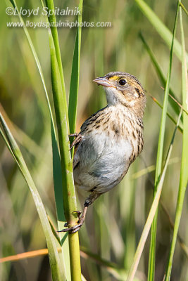 Seaside Sparrow (juvenile)