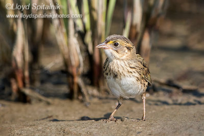 Seaside Sparrow (juvenile)