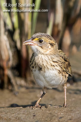 Seaside Sparrow (juvenile)