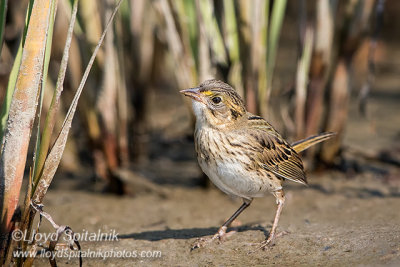 Seaside Sparrow (juvenile)