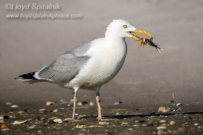 Herring Gull
