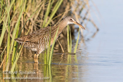 Clapper Rail