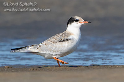 Common Tern
