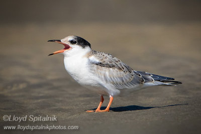 Common Tern (juvenile)