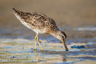 Short-billed Dowitcher 
