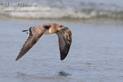 Laughing Gull (juvenile)