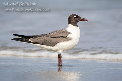 Laughing Gull