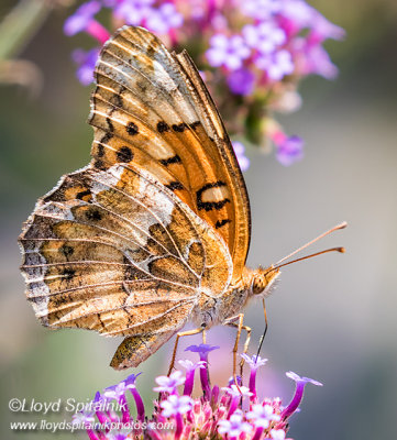 Variegated Fritillary