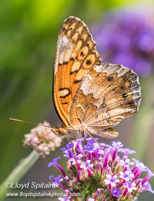 Variegated Fritillary