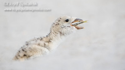 Black Skimmer