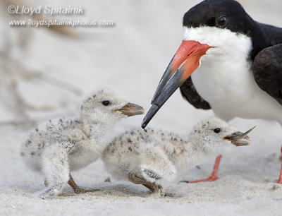 Black Skimmer