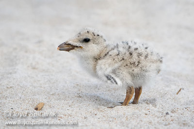 Black Skimmer