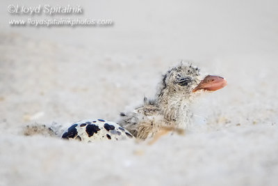 Black Skimmer