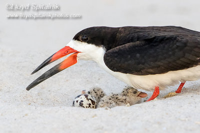 Black Skimmer