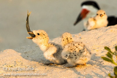 Black Skimmer