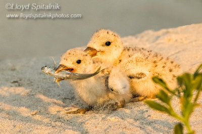 Black Skimmer