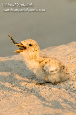 Black Skimmer