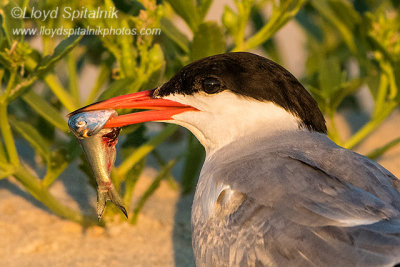 Common Tern