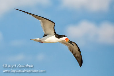 Black Skimmer